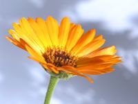 Ringelblumen Essenz (Calendula Essence)