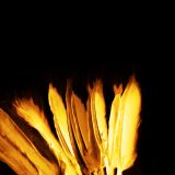 Feather of Fire Essence - Feuerfederessenz