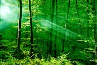 Green Forest Essence - Grne Waldessenz