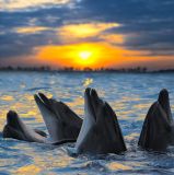 Dolphin Animal Meditation Empowerment