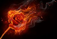 PUSPA GENI - The Flower of Fire