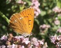 SYMBOLE Deiner INNEREN STIMME 20.6.+4.7. 2025 ZOOM KURS