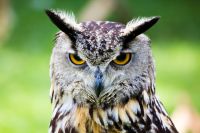 Wisdom of the Owl Empowerment