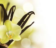 Vanilla Orchid Essence