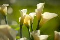 Calla Lily Deva