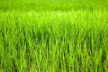 Barley Green Elixir - Gersten Grn Elixier