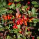 Barberry Deva Empowerment - Berberitze Deva Ermchtigung