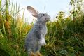 Fertility & Joy of the Rabbit (English)