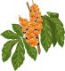 Guarana Essenz