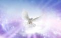 Divine Dove Essence - Göttliche Taube Essenz