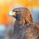 Eagle of Wisdom - Adler der Weisheit
