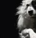 Healing Pet Anxiety Reiki - Haustier ngstlichkeit Heilung Reiki