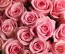 AUDIO Einweihung - Healing Rose Reiki - Heilende Rose Reiki