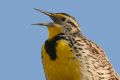 Spirits of the Air - Meadowlark - Lerchenstrling