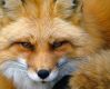 Spirit of the Fox - Spirit des Fuchses