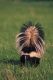 Skunk Medicine - Repelling Reiki - Stinktier Medizin