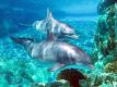 Spirits of the Sea-Dolphin/ Delfin-Heilung/Freude/Kommunikation