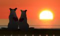 Heart of the Dog - Herz des Hundes Ermchtigung
