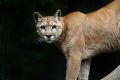 Cougar Animal Meditation Empowerment