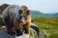 Bear Animal Meditation Empowerment - Br Tiermeditation