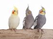 Cockatiel Animal Meditation Empowerment - Nymphensittich