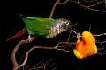 Conure Animal Meditation Empowerment - Grosittich