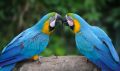 Macaw Animal Meditation Empowerment - Ara