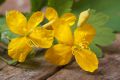 Celandine Essence