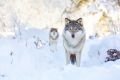 Wolf Animal Meditation Empowerment