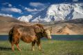 Yak Animal Meditation Empowerment