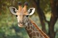 Giraffe Animal Meditation Empowerment