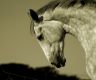 Horse Animal Meditation Empowerment - Pferd