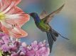 Hummingbird Force Infusion - Kolibri Kraft Infusion