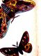 Butterfly and Moth Energy Reiki - Schmetterling und Motte Energie Reiki