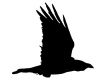 Wings of the Raven - Flgel des Raben
