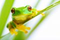 Wonders of the Tree Frog - Wunder des Laubfroschs