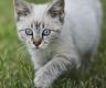 Stealth of the Cat Reiki - Schlue der Katze