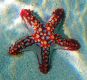 Spirits of the Sea - Starfish/ Seestern