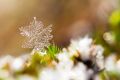 Snow Spirits Empowerment - Schnee Spirits Ermchtigung