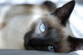 Feline Urinary Flow Care 2014TM