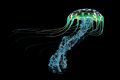 Spirits of the Sea - Jellyfish - Qualle