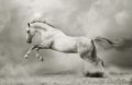 Power of the Horse - Macht des Pferdes Ermchtigung