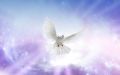 Dove Reiki - Taube Reiki - Liebe, Frieden, Freundschaft Ermchtigung und Heilung