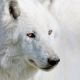 White Wolf Essence - Weier Wolf Essenz
