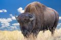 Buffalo Horn Elixir – Bffelhornelixier