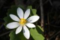 Magickal Bloodroot Essence