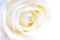 Weie Rose von Abundantia
