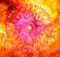 Blume von Aphrodite
