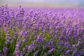 Essential Lavender Force - Essentielle Lavendelkraft
