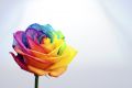 Metatrons Rainbow Flower Attunement - Metatrons Regenbogen Blume Einstimmung